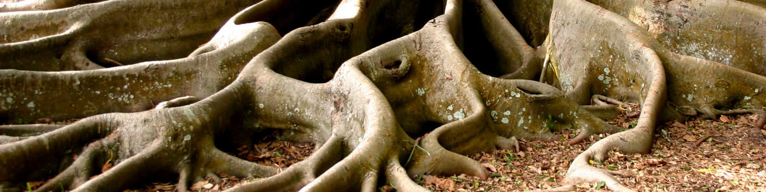 Root system banner